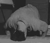 collo04.jpg (22751 bytes)